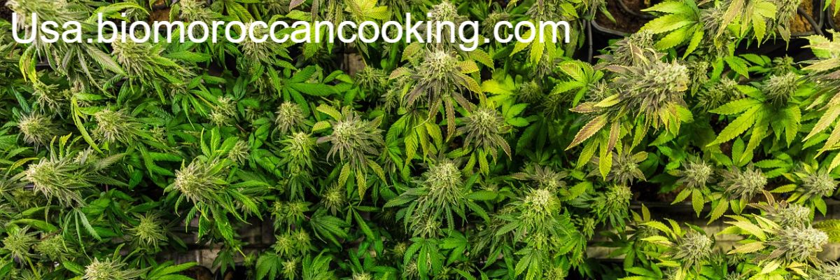 usa.biomoroccancooking.com